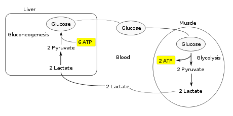 Cori cycle