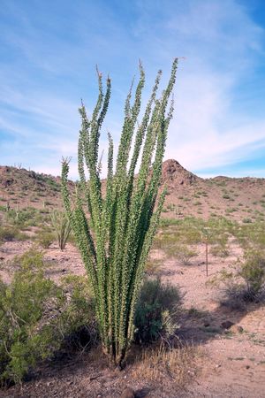 Ocotillo GB.jpg