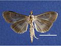 Ostrinia nubilalis male ventral.jpg