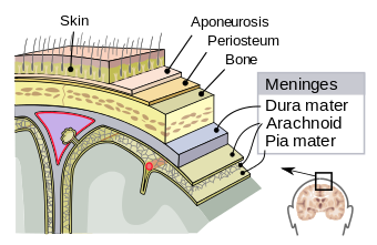 Meninges-en.svg