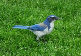 WesternScrubJay2.jpg