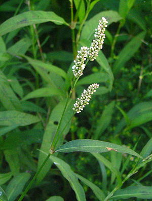 Polygonum persicaria bgiu.jpg