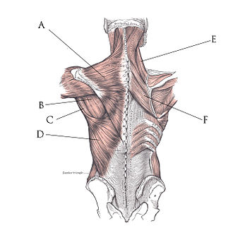 Back Muscles.jpg