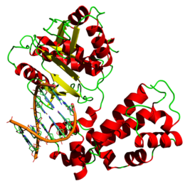 DNA polymerase.png