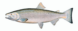 Oncorhynchus keta.jpeg