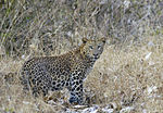 2007-kabini-leopard.jpg