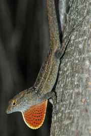 Anolis sagrei.jpg