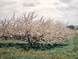 Apple trees in blossom near Walsh Lua error in package.lua at line 80: module 'strict' not found..