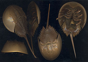 Limulus polyphemus.jpg