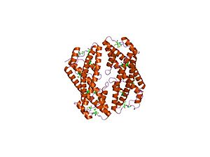 PDB 1k1f EBI.jpg