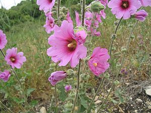 Alcea setosa.jpg