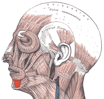 Depressor labii inferioris.png