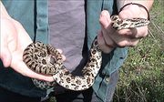 Lampropeltis calligaster calligaster.jpg