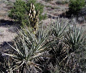 Yucca baccata whole.jpg