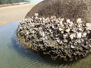 Sydney rock oysters.jpg