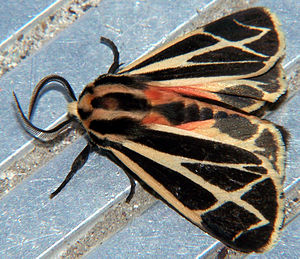 Apantesis phalerata.jpg