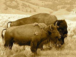 Buffalo Bison Pair.jpg