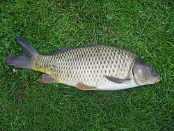 Cyprinus carpio.jpeg