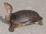 Floridasoftshellturtle-cropped.jpg