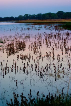 Stone Lakes NWR.jpg