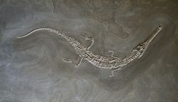 Skeleton of the teleosaurid crocodyliform from Germany