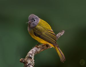 The Grey Headed Canary Flycatcher.jpg