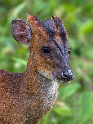 Muntjac india.jpg