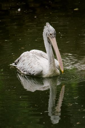 Pelecanus Philippensis.JPG