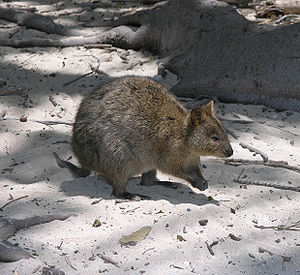 Rottnest Quokka 2004 SeanMcClean.jpg