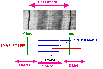 Sarcomere.gif