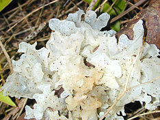 Tremella closeup.jpg