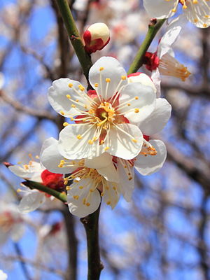 Prunus mume.JPG