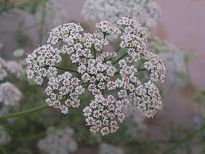 Carom Flowers.jpg