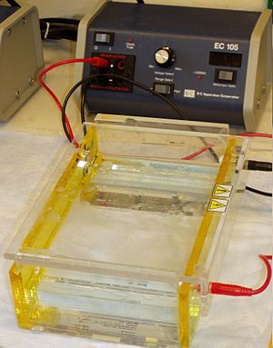 Gel electrophoresis apparatus.JPG