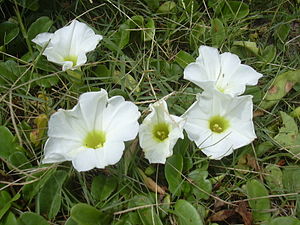 Starr 040711-0402 Ipomoea imperati.jpg