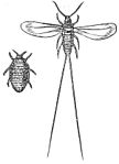 Illustration of the cochineal insect from the 1881 Household Cyclopedia