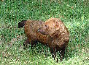 Bush dog.JPG