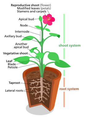 A diagram of a "typical" eudicot, the most common type of plant (three-fifths of all plant species).[172] No plant actually looks exactly like this though.