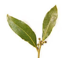 Bay leaf pair443.jpg