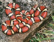 Red milk snake.JPG