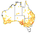 Distribution of Iridomyrmex purpureus.png