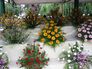 Flower show ooty.jpg