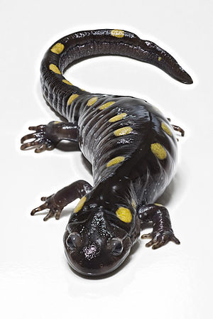 SpottedSalamander.jpg