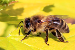 Honey bee (Apis mellifera).jpg