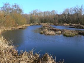 Nisqually NWR 28077.JPG