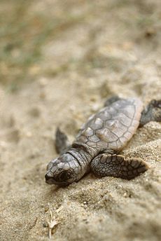  Loggerhead hatchling crawling through the sand