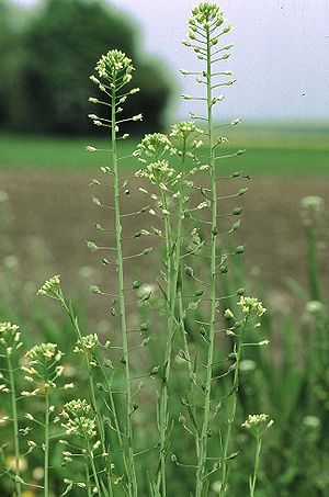 Camelina sativa eF.jpg