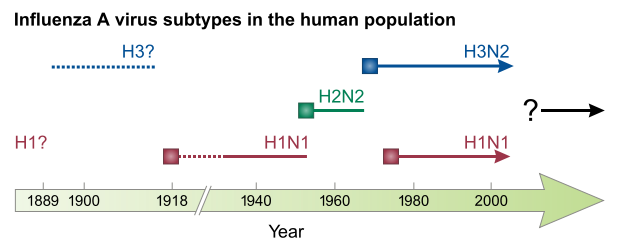 Influenza subtypes.svg