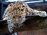 Leopard in the Colchester Zoo.jpg