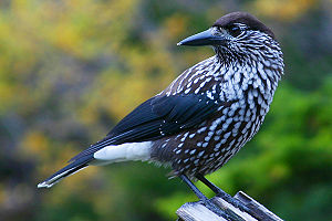 Spotted Nutcracker.jpg